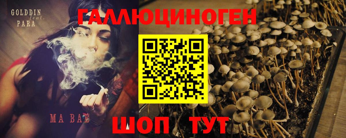 Псилоцибиновые грибы Psilocybe Гусиноозёрск